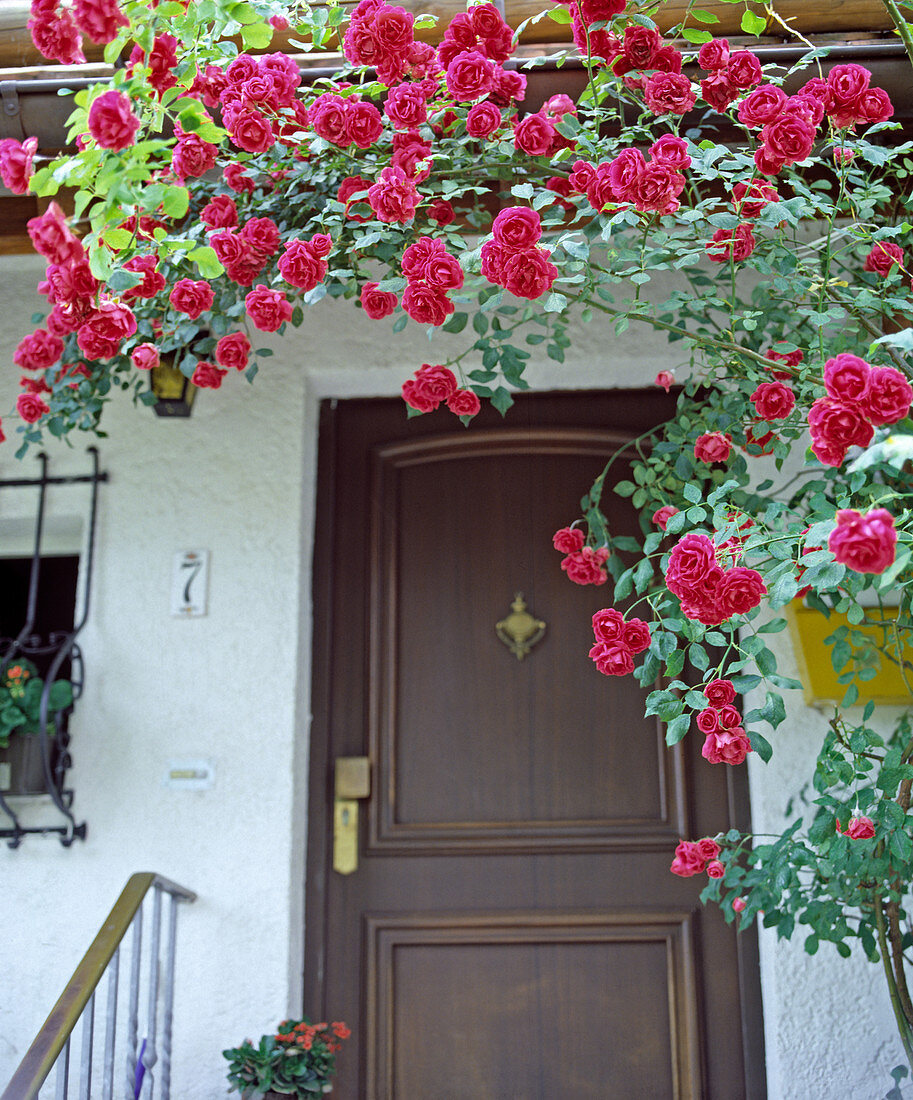 Hauseingang mit Kletterrose