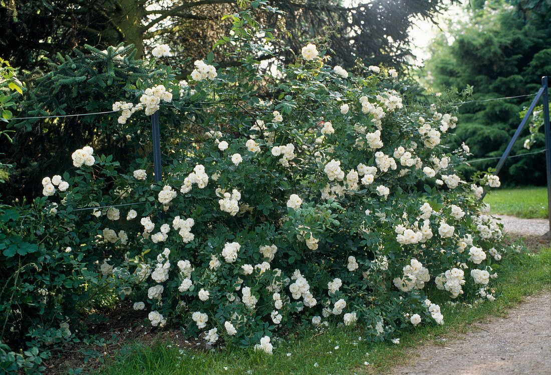 Climbing rose