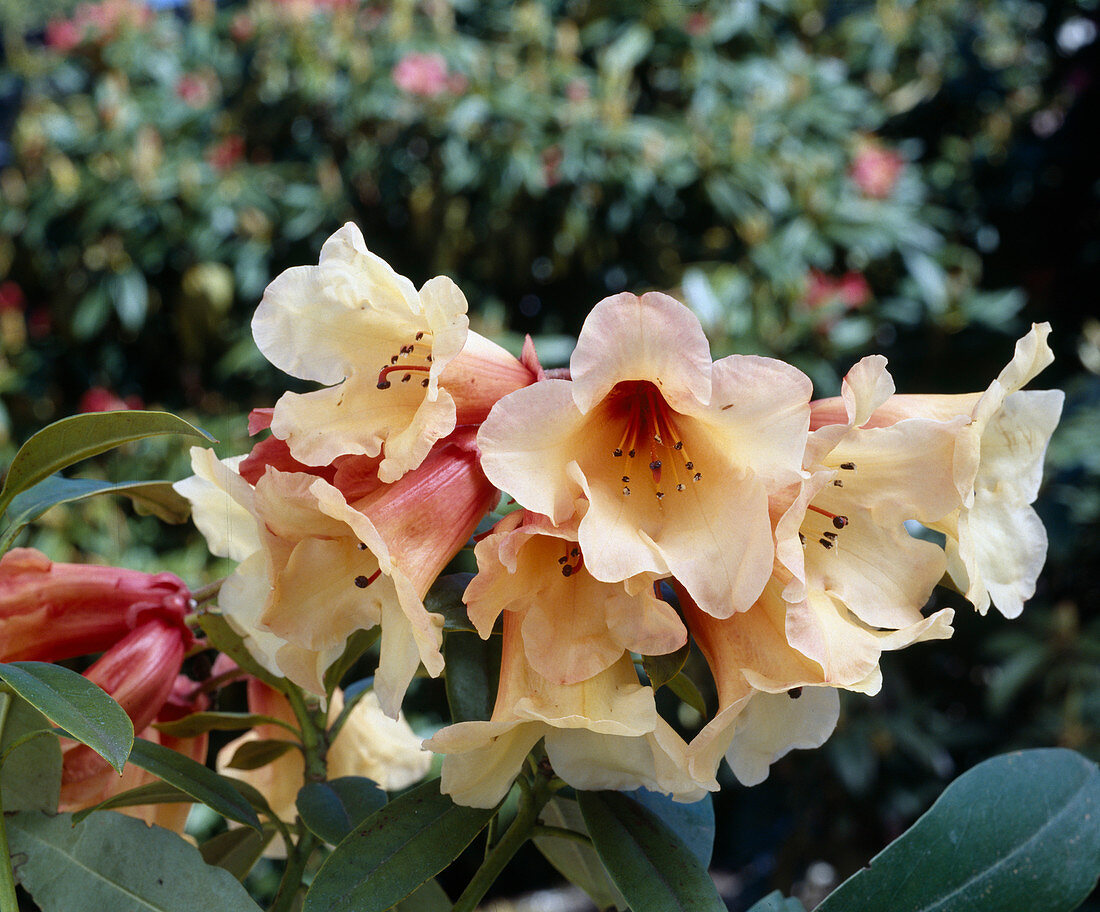 Rhododendron 'Jingle Bells'