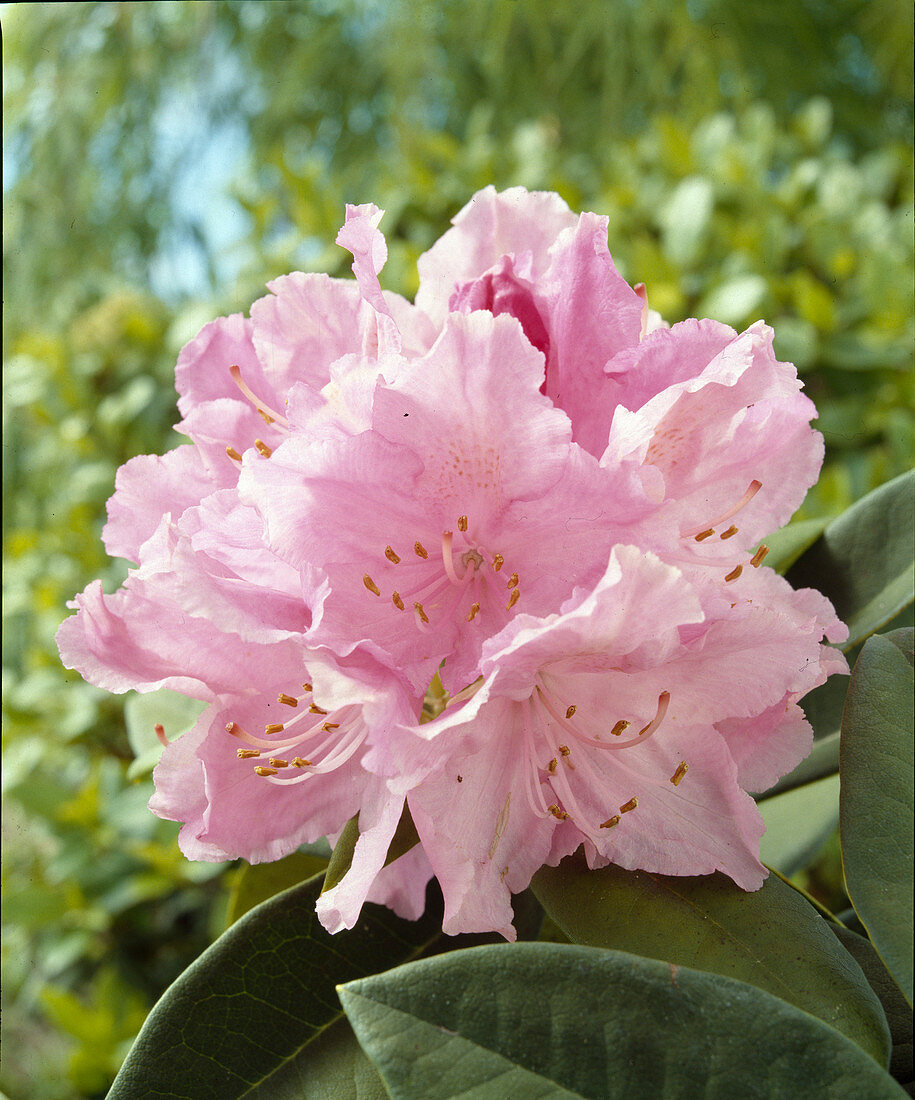 Rhododendron 'Sham's Juliet'