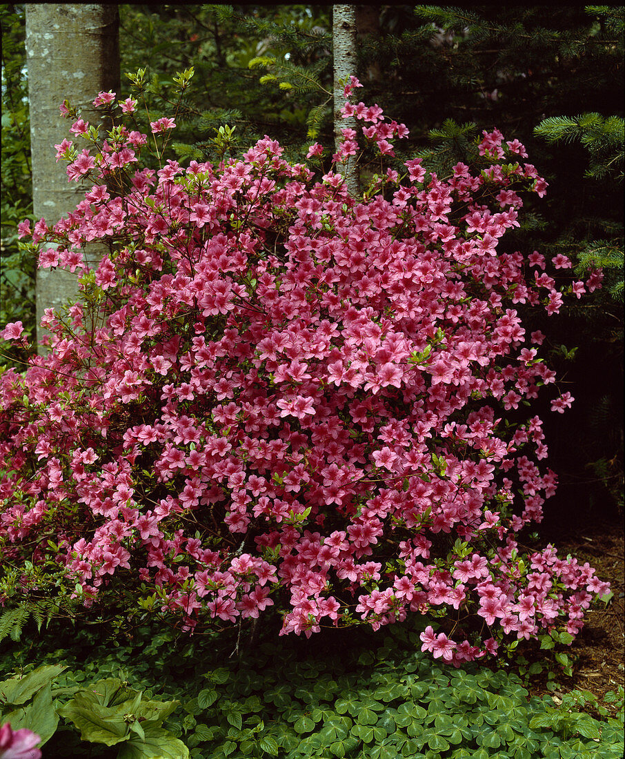 Azalea'Carol Grant'