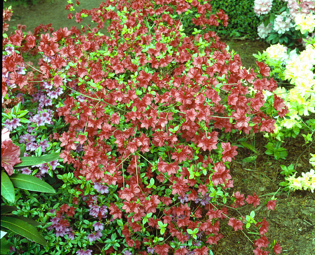 Azalea 'James Gable'