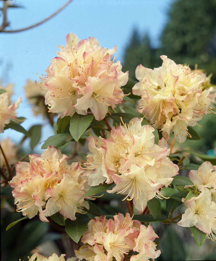 Azalea 'Mary Fleming'