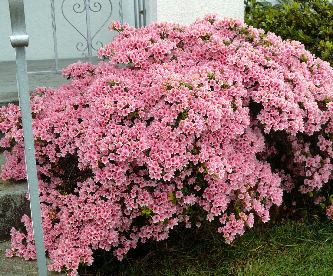 Azalea 'Coral Bells'