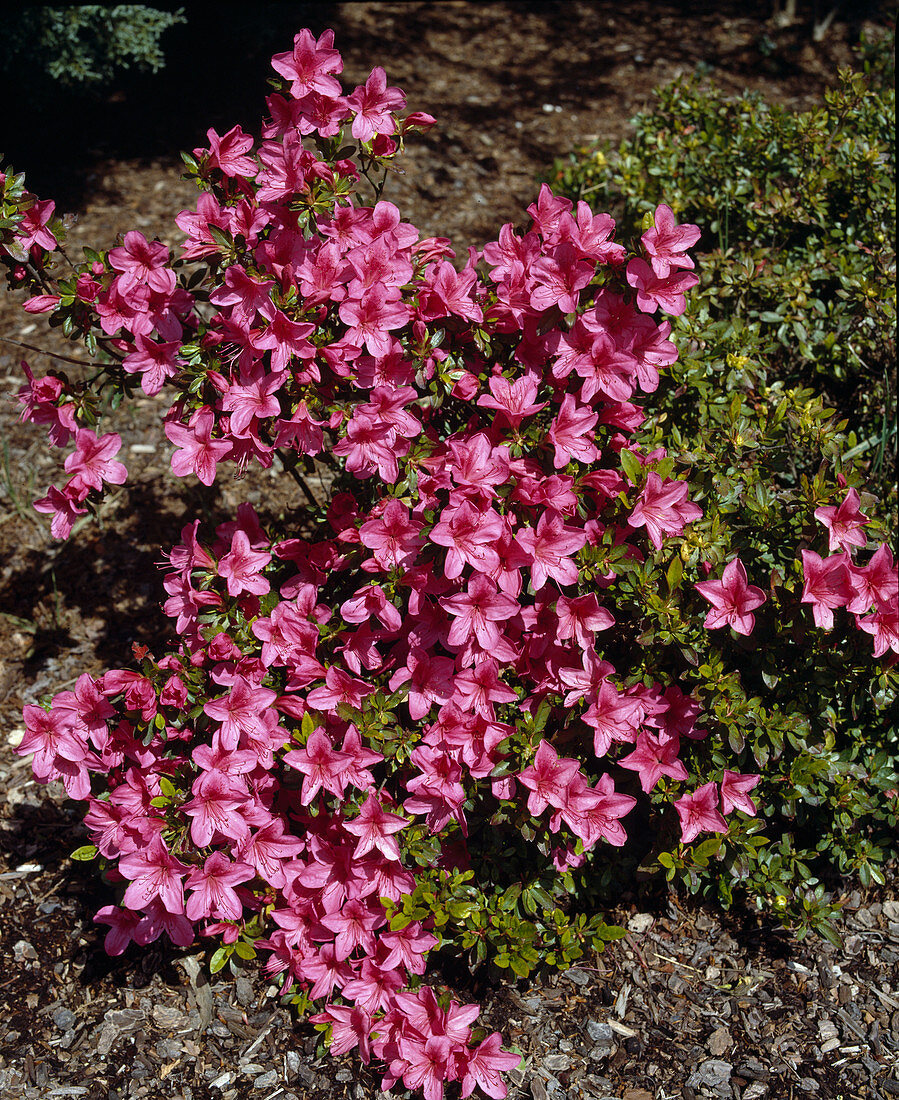 Azalea 'Mary Dalton'