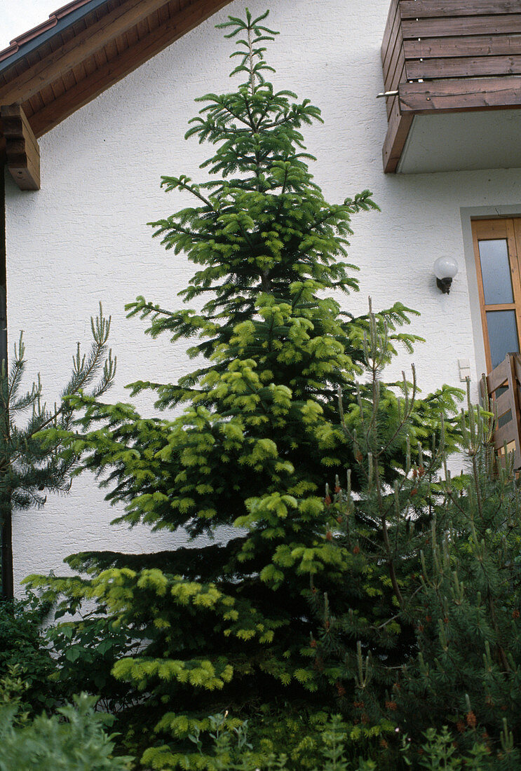Abies nordmanniana (Nordmann fir)