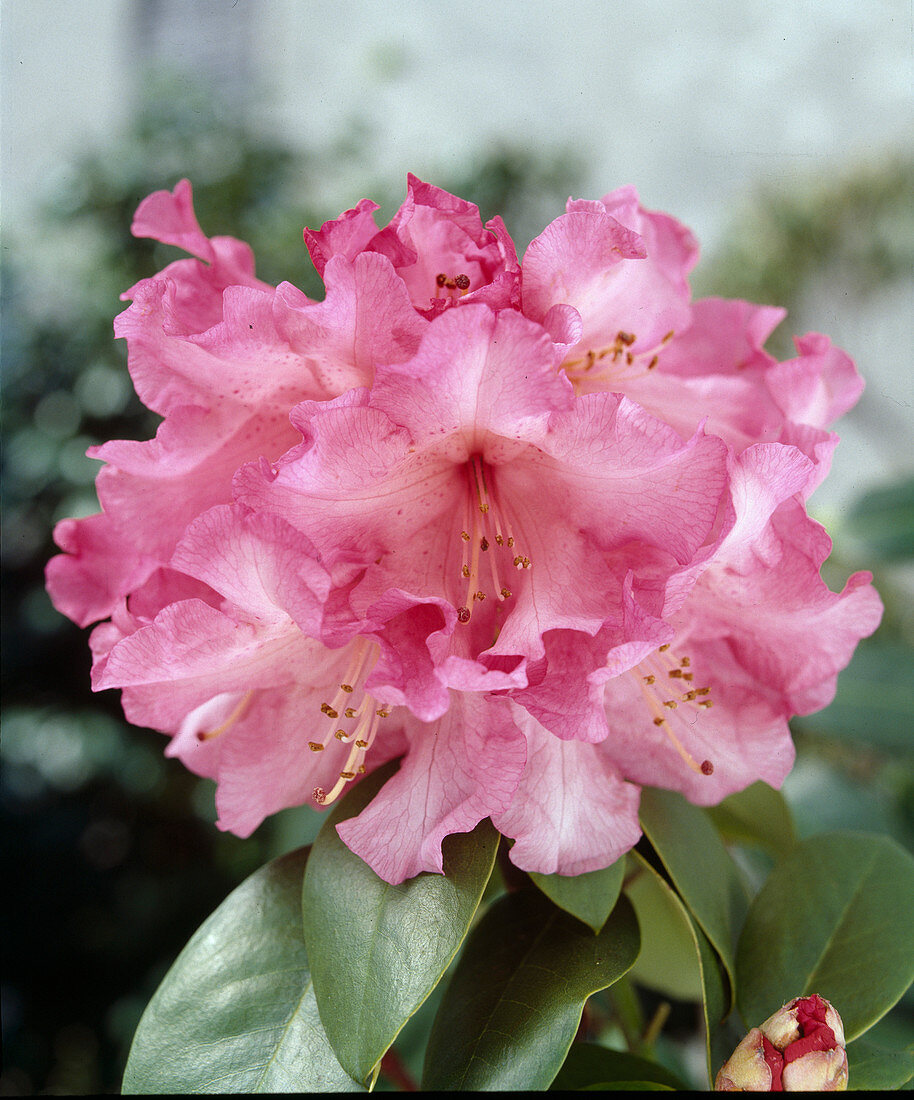 Rhododendron williamsianum-hybrid