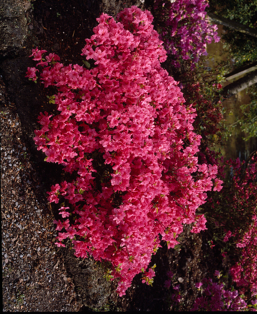 Azalea japonica hybrid