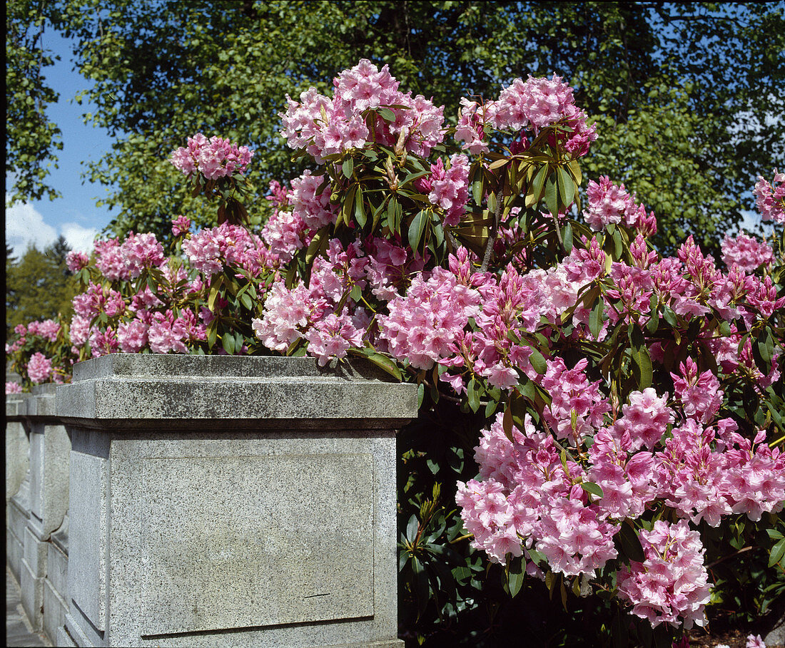 Rhododendron 'Pink Pearl'