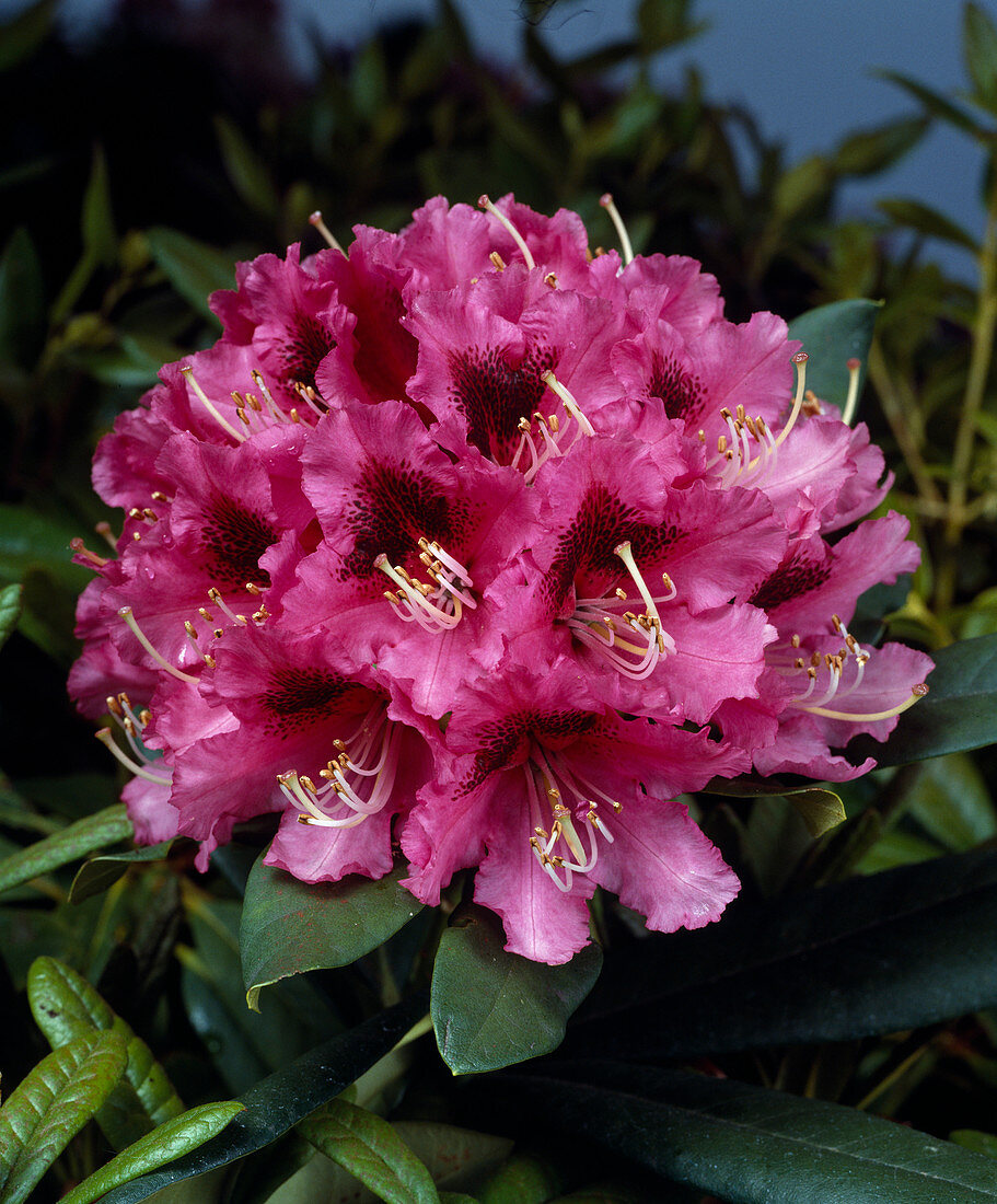 Rhododendron 'Chevalier Felix de Sauvage'