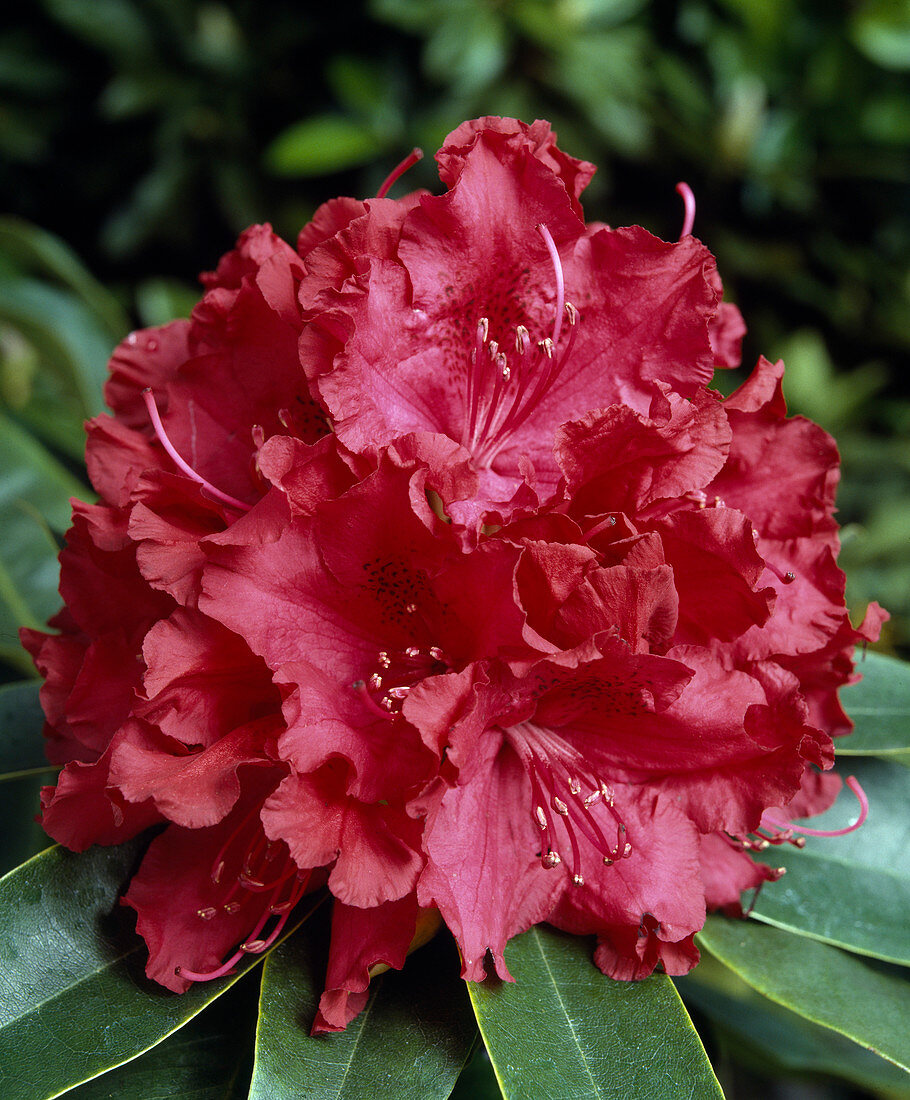 Rhododendron 'Crimson Glory'
