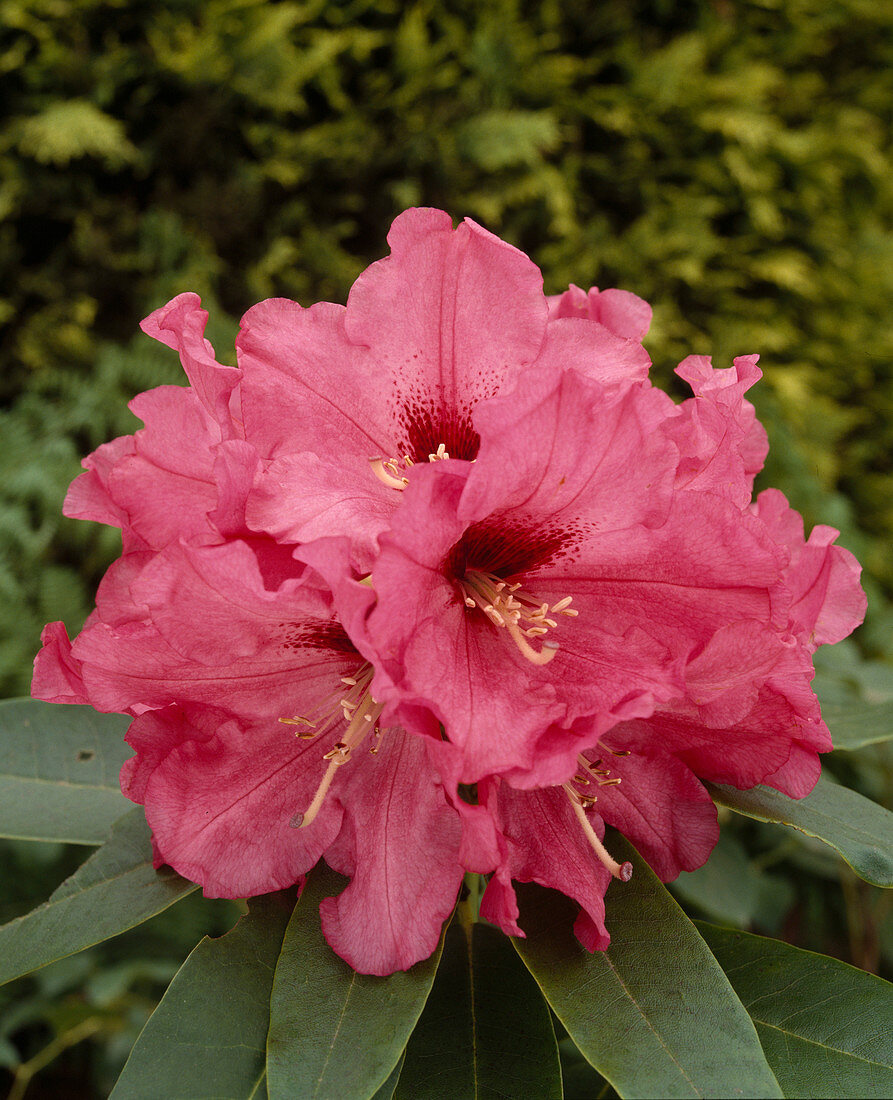 Rhod. 'Isabel Pierce'