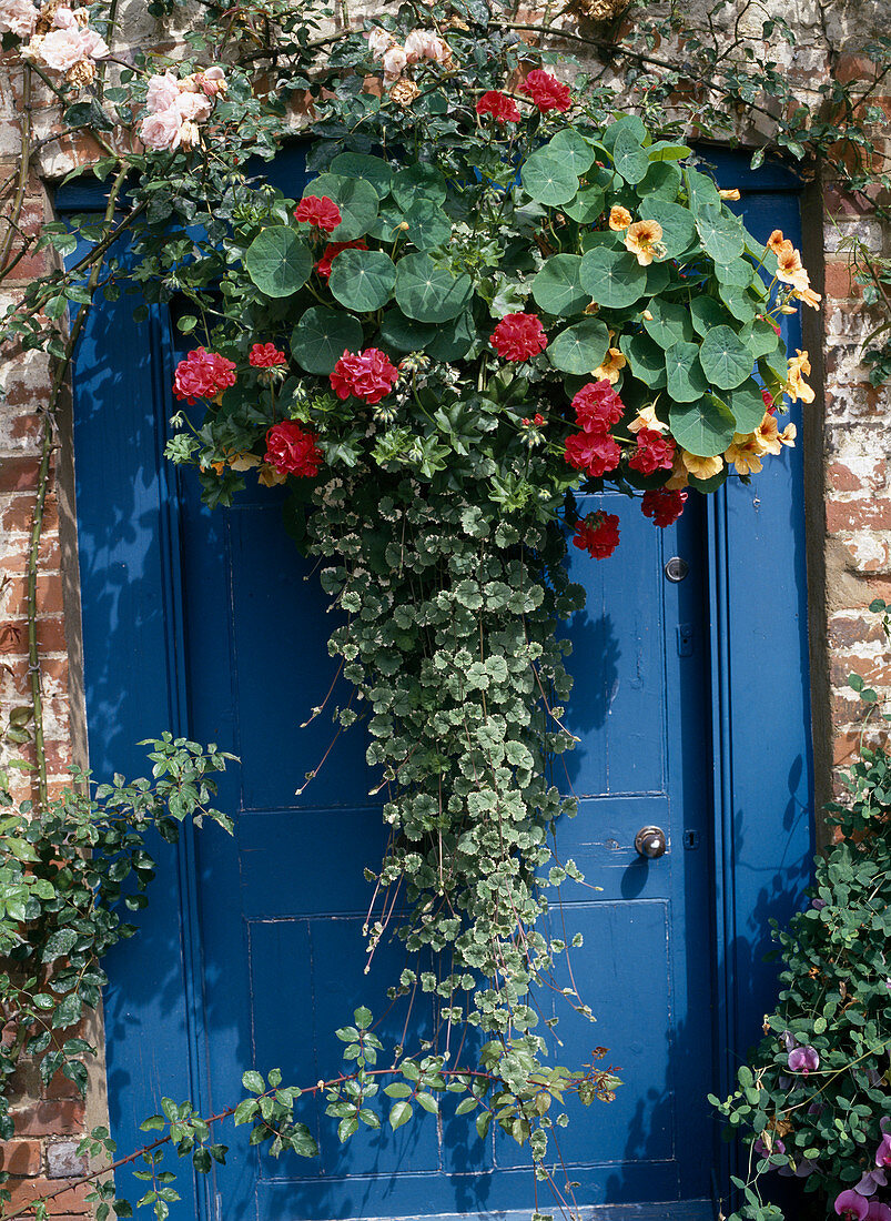 Hanging Basket