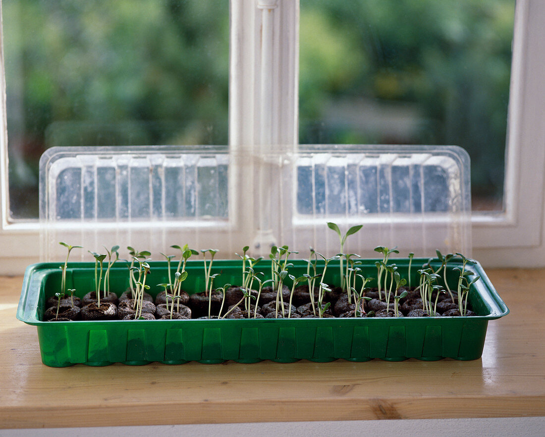 Sowing sunflowers in peat pots