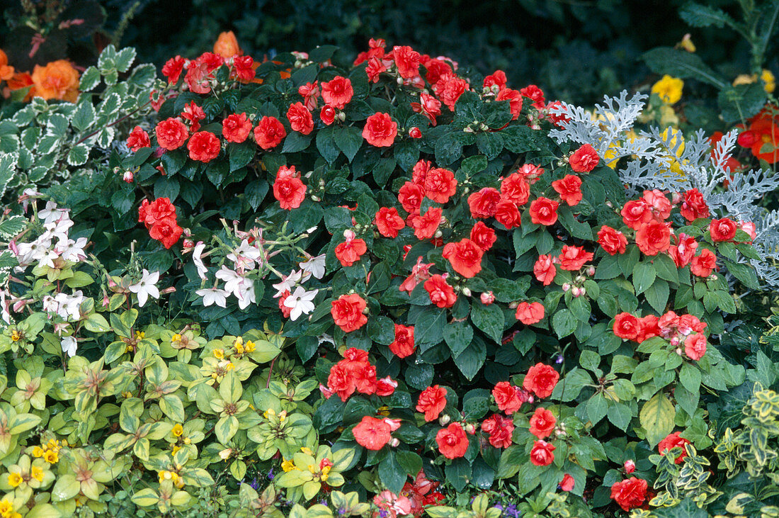 Shade bed: Begonia, Plectranthus, Lysimachia