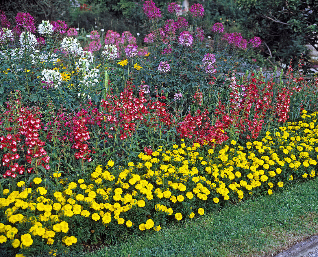 Tagetes patula 'Yellow Jacket', Penstemon hartwegii, Cleome spinosa