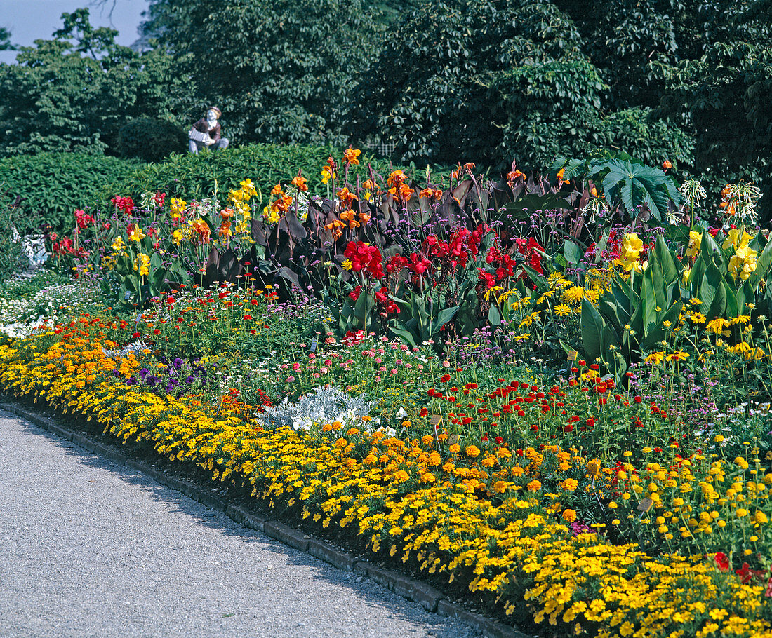 Tagetes patula 'Sylvia', 'Harvest Moon'