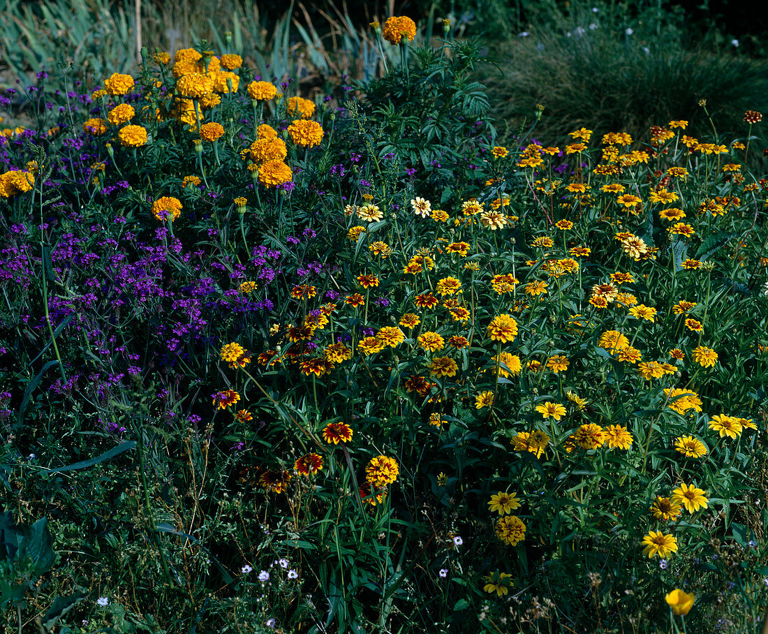 Zinnia haageana 'Perser Teppich'