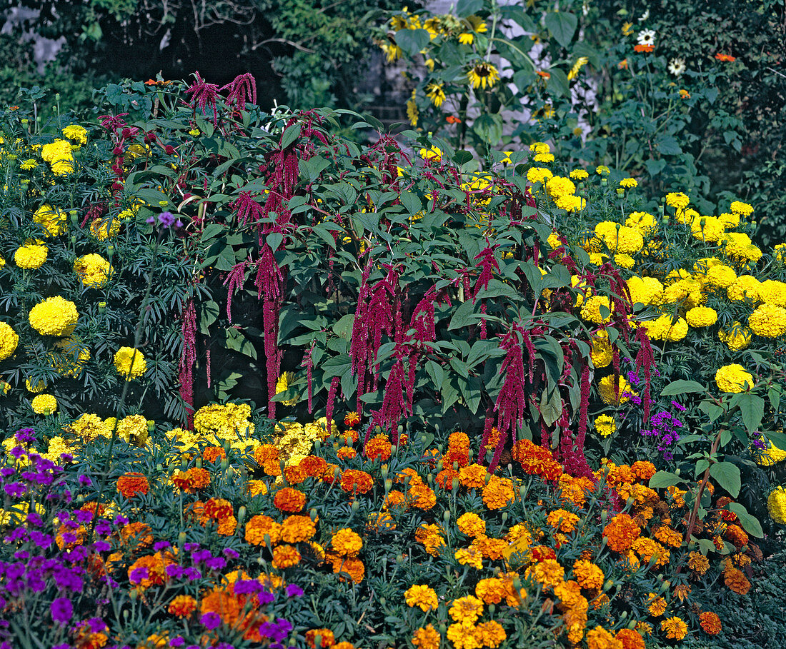 Amaranthus caudatus (Foxtail)