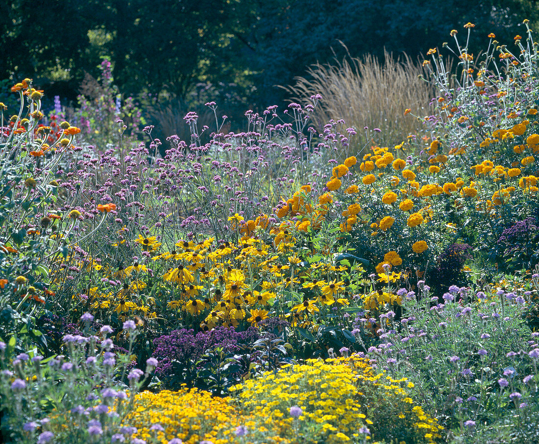 Verbena, Tagetes, Heliotropium