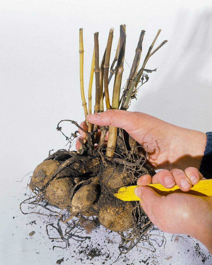 In October, the dahlia tubers must be separated from the soil in a dry place.