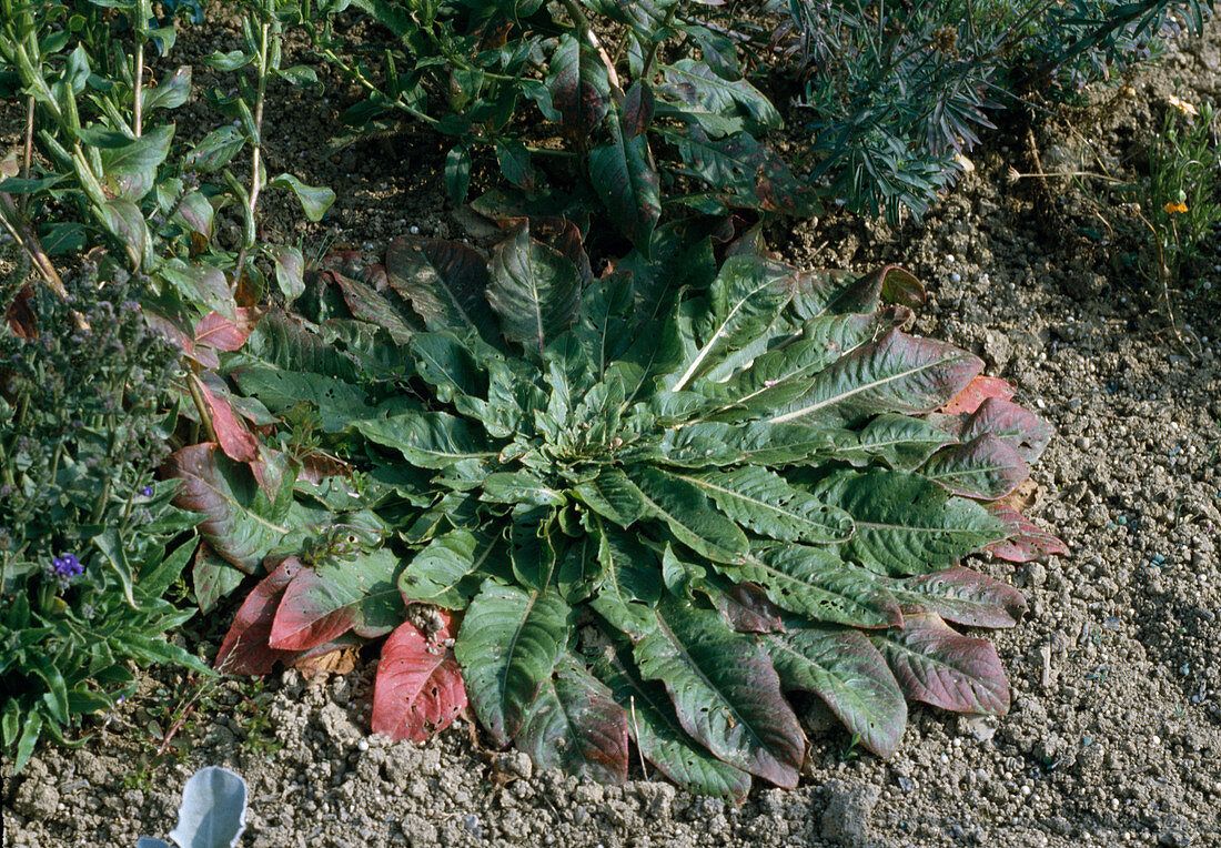 Oenothera biennis, leaf rosette of evening primrose