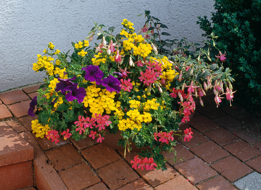 Calceolaria, Geranium