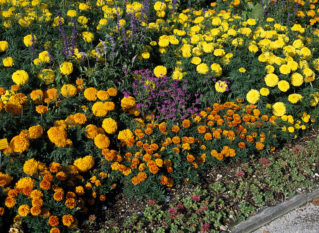 Tagetes erecta 'Perfection Orange', Tagetes