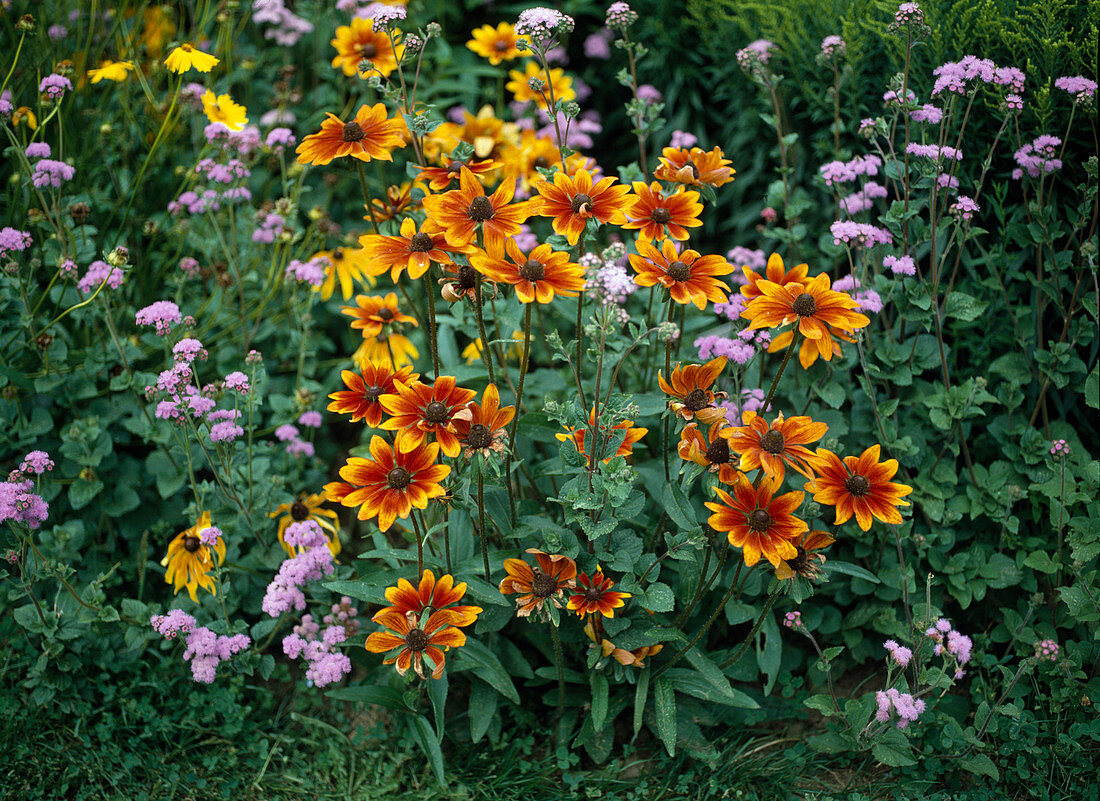 Rudbeckia hirta (Sonnenhut)