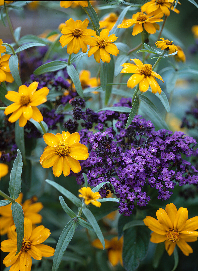 Zinnia haageana 'Classic'