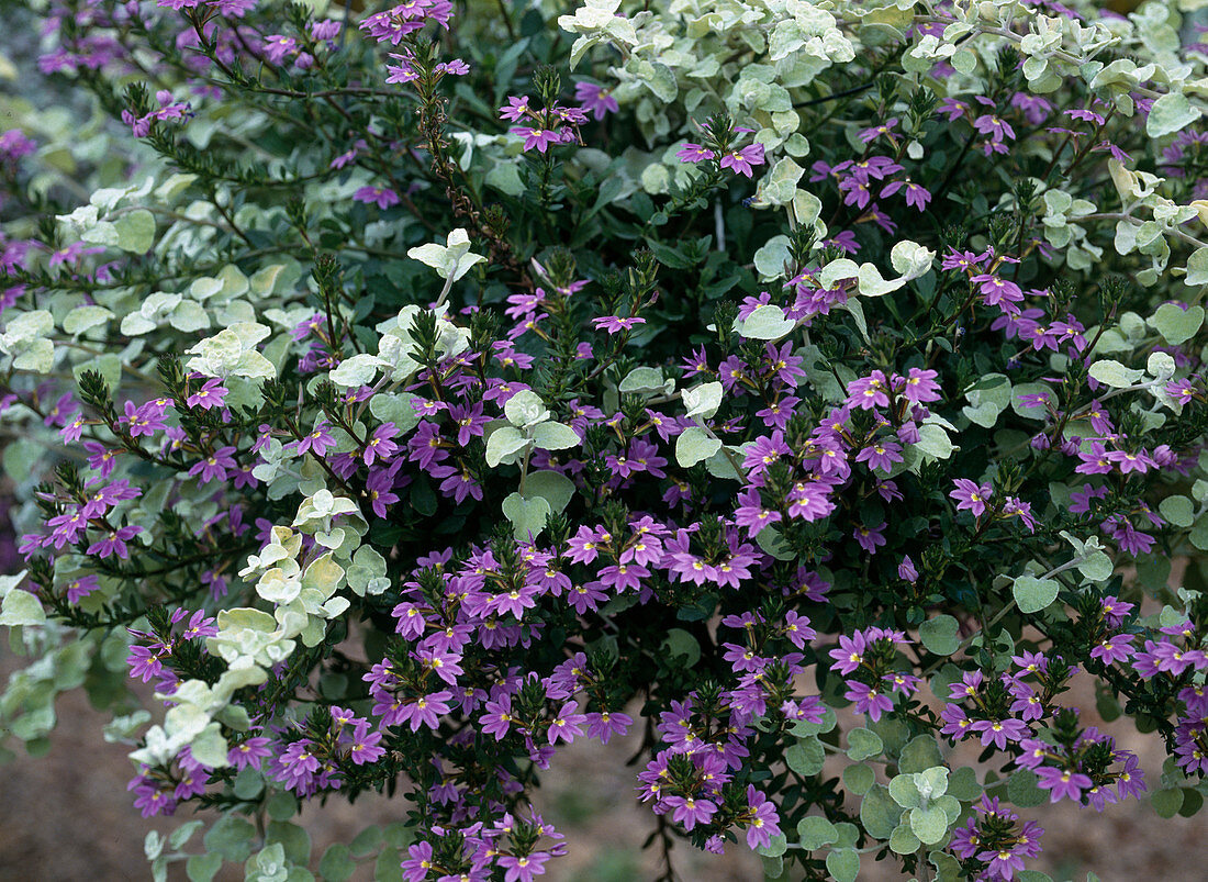 Scaevola aemula, Helichrysum petiolare