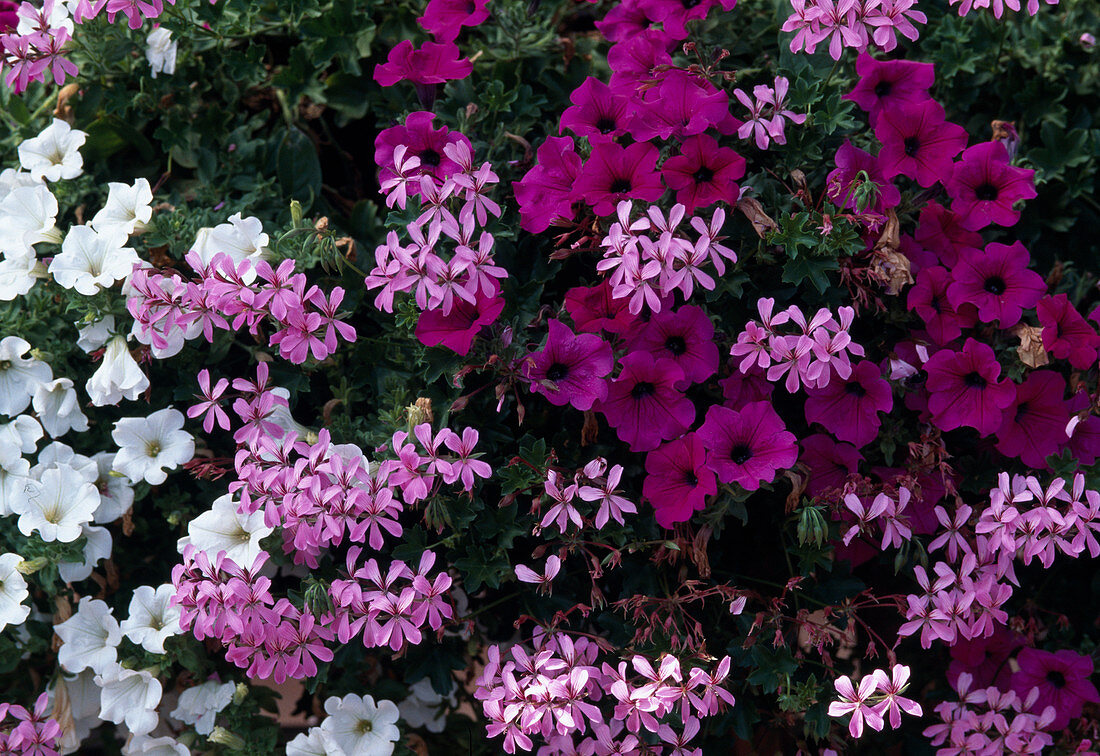 Pelargonium 'Ville de Paris', Surfinia Petunia