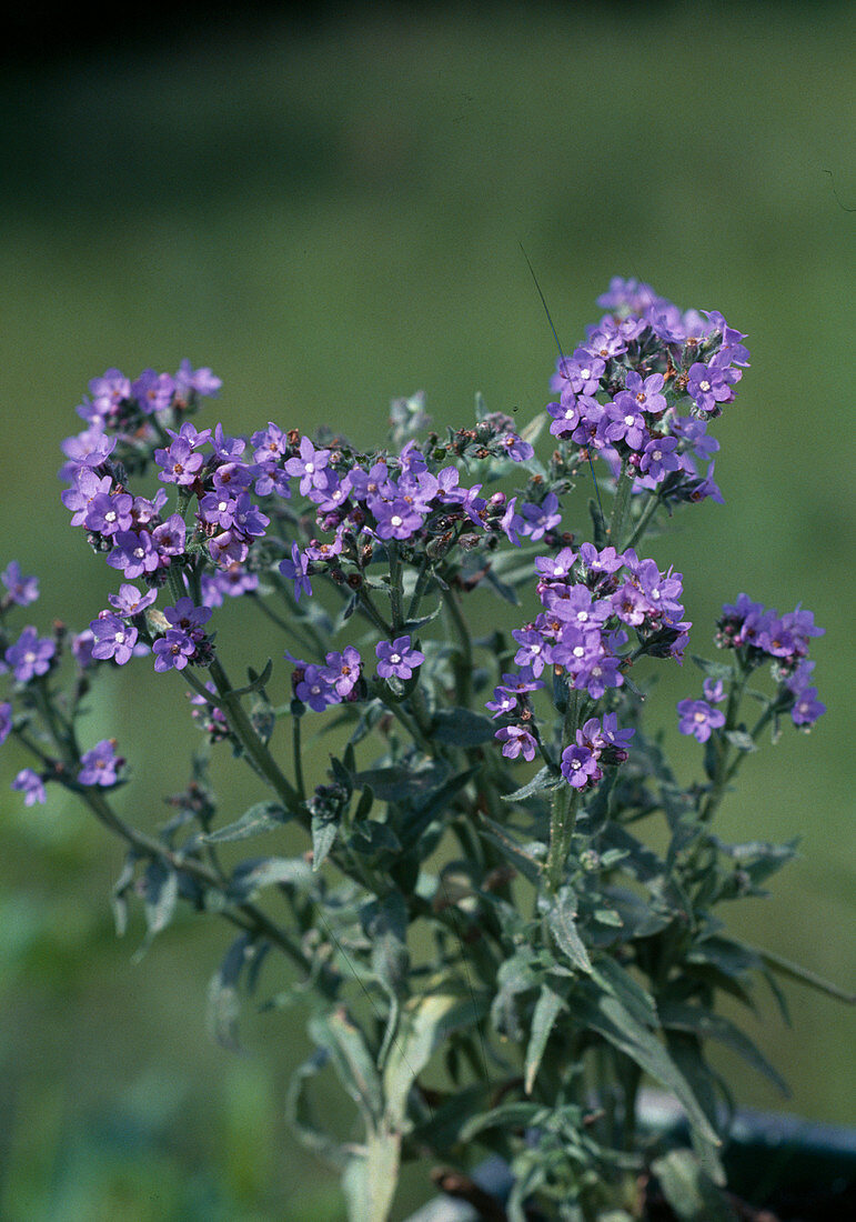 Anchusa Capensis 'Blauer Engel'