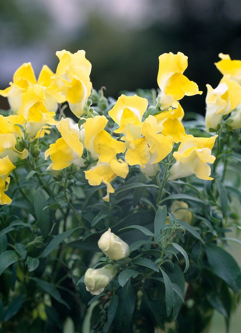 Antirrhinum majus pumilum, yellow