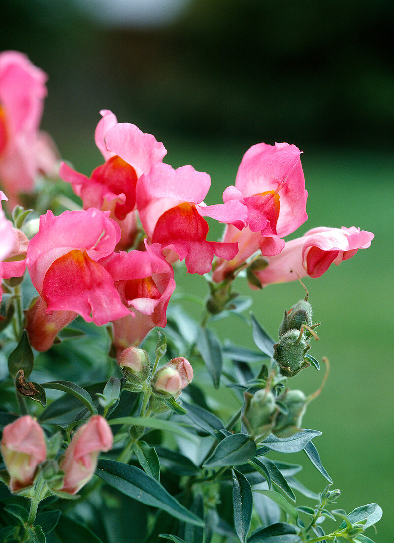 Antirrhinum Majus Pumilum, Rosa