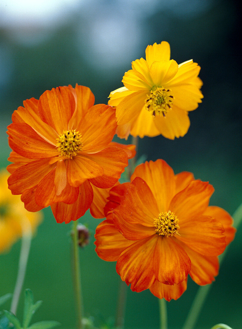 Cosmos sulphureus (common cosmos)