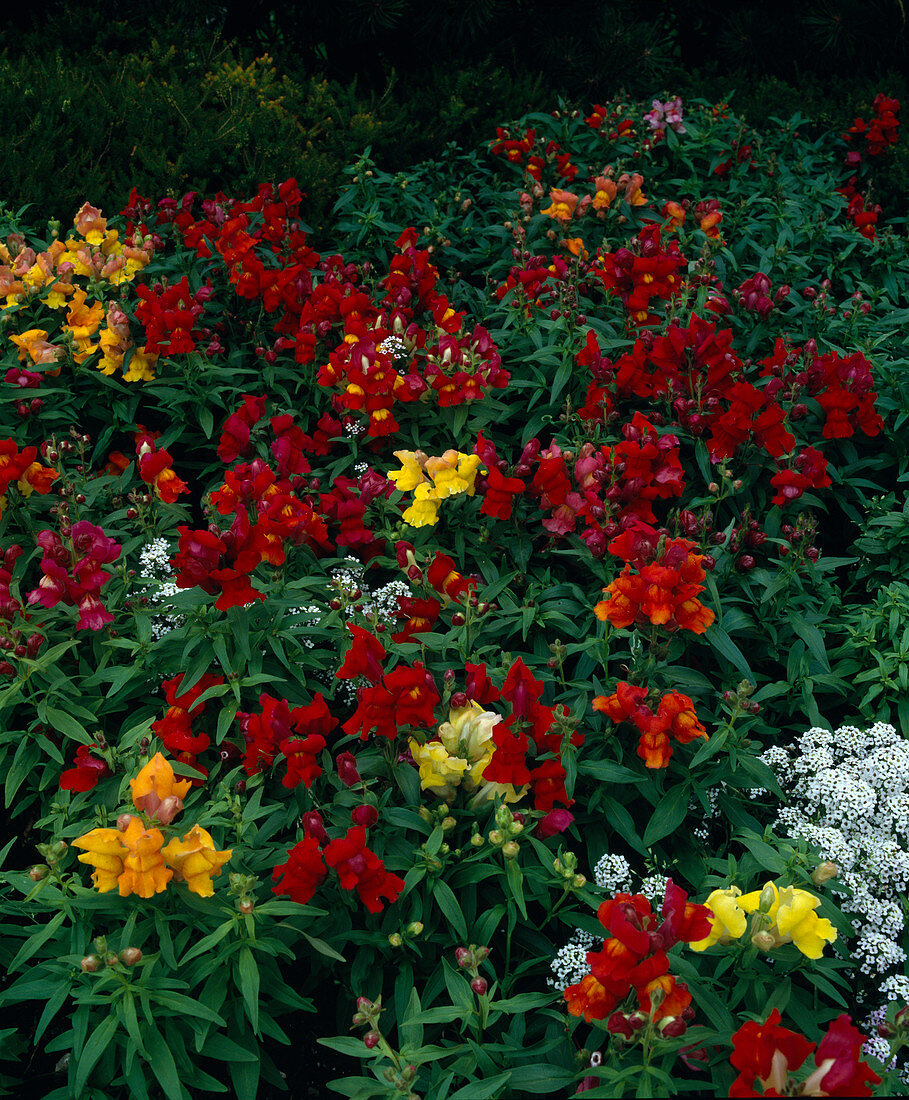 Antirrhinum F1 hybrid