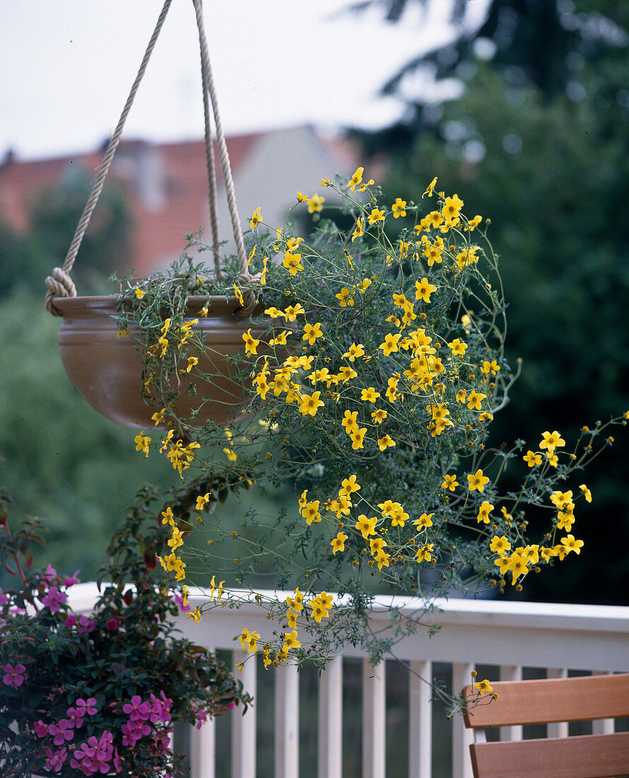 Bidens ferulifolia Syn.