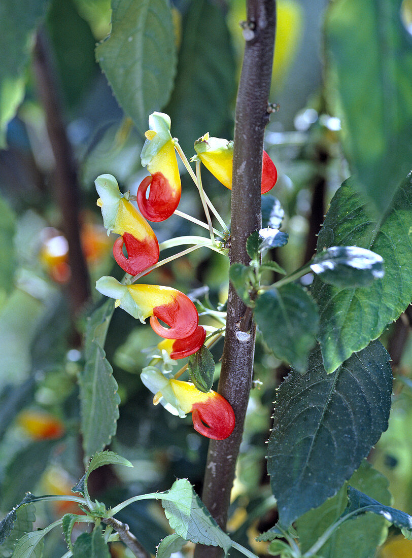 Impatiens niamniamensis syn congolensis (Parrot's beak flower)