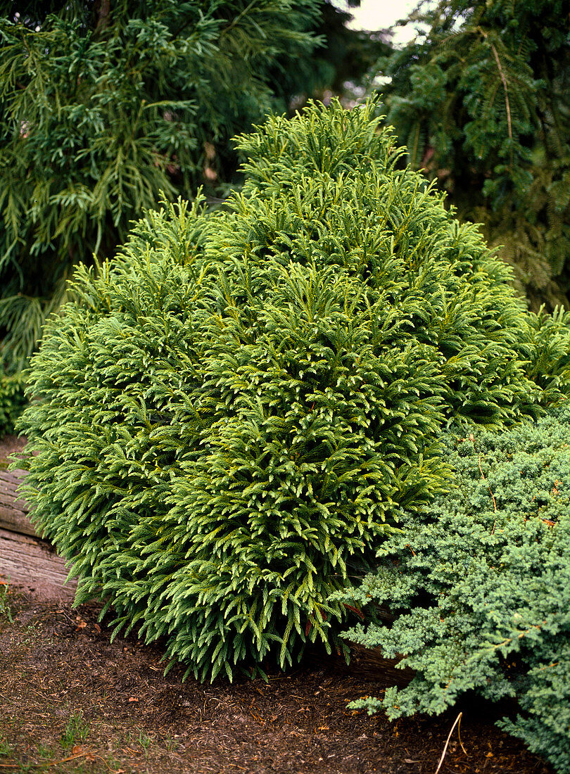 Cryptomeria japonica 'globosa'