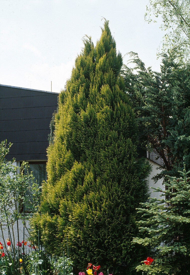 Chamaecyparis lawsoniana 'Stewardii' Gelbe Scheinzypresse