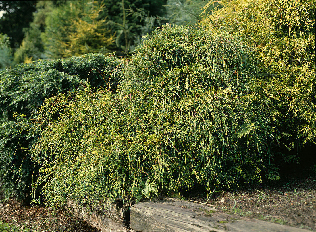 Chamaecyparis pisifera