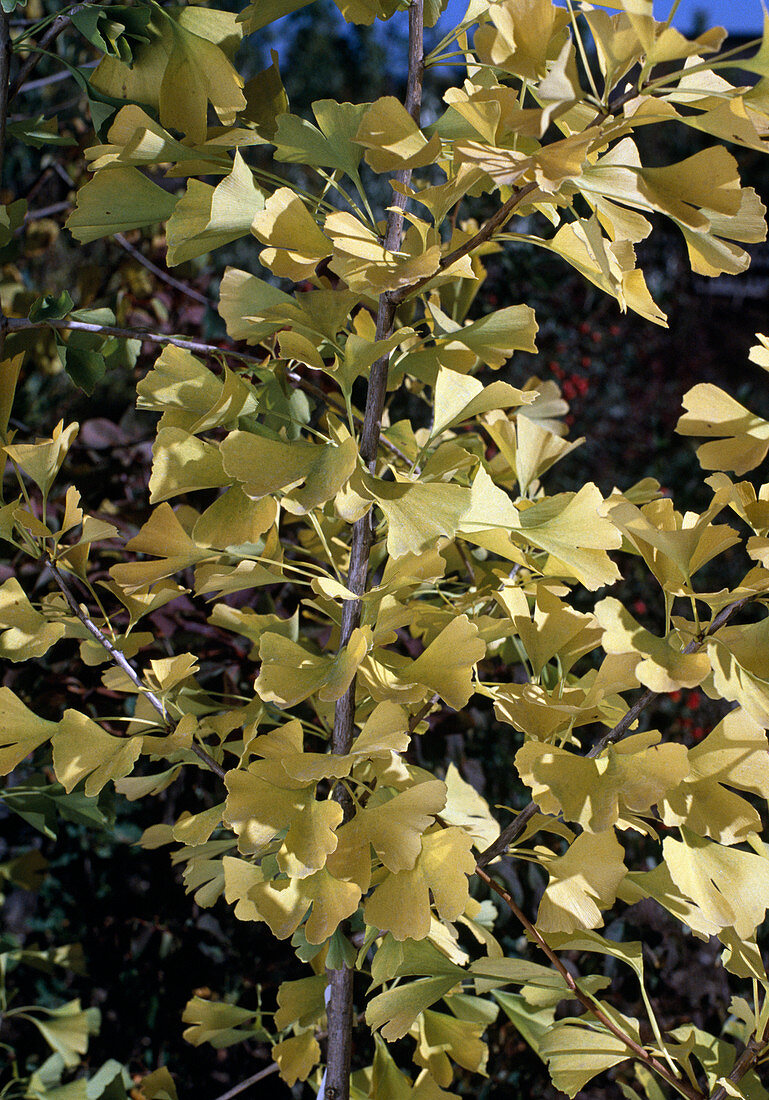 Ginkgo biloba (autumn colours)