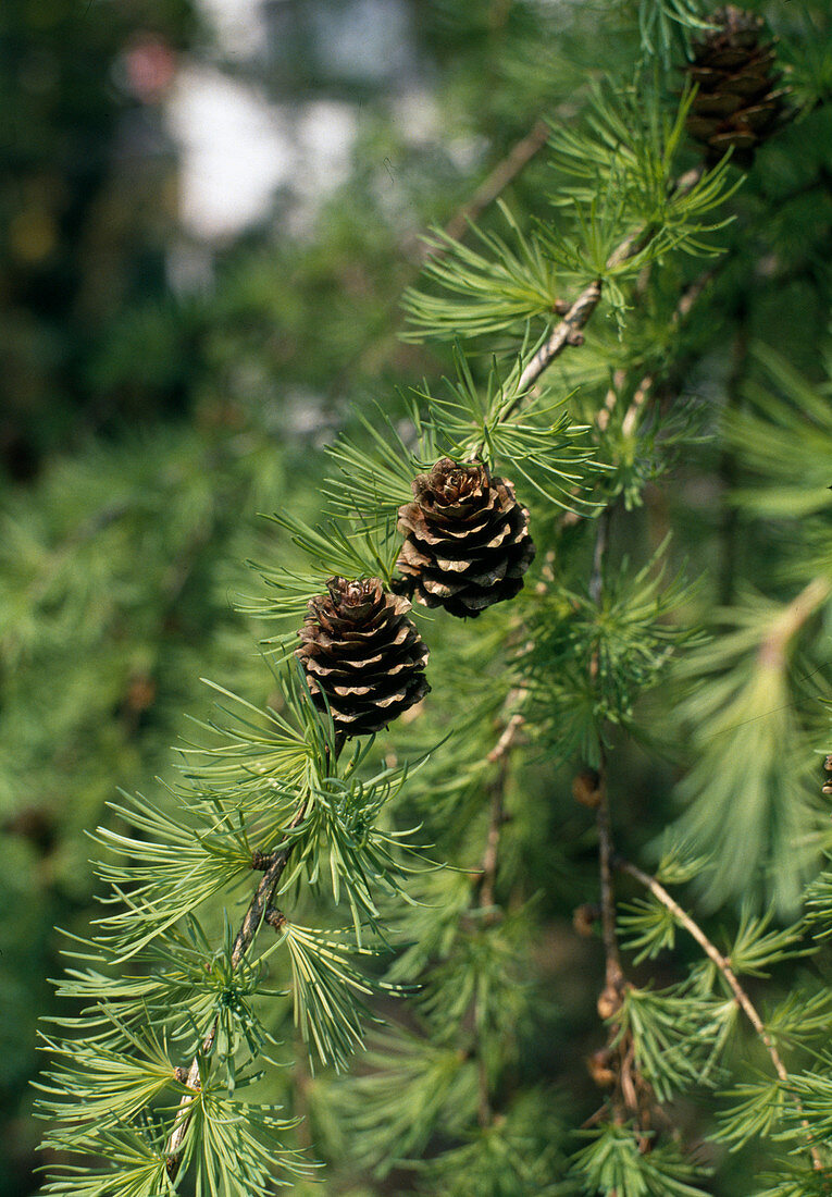 Larix decidua