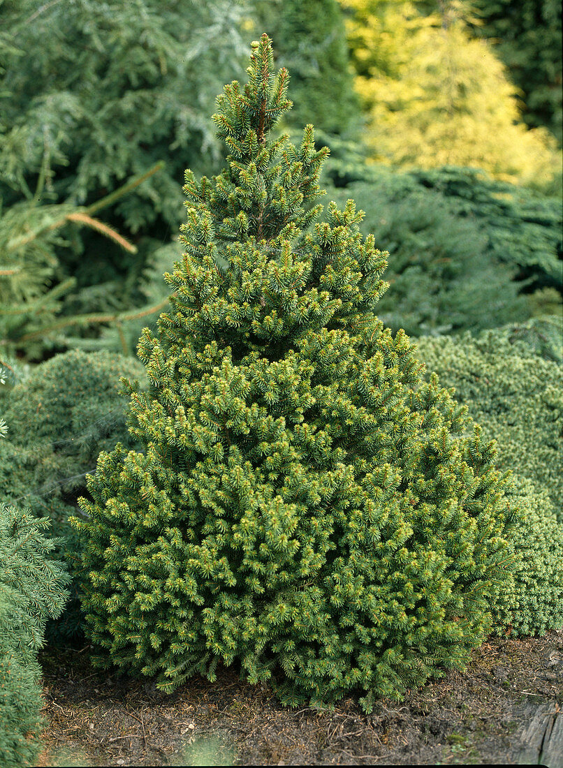 Picea abies 'Will's Zwerg'