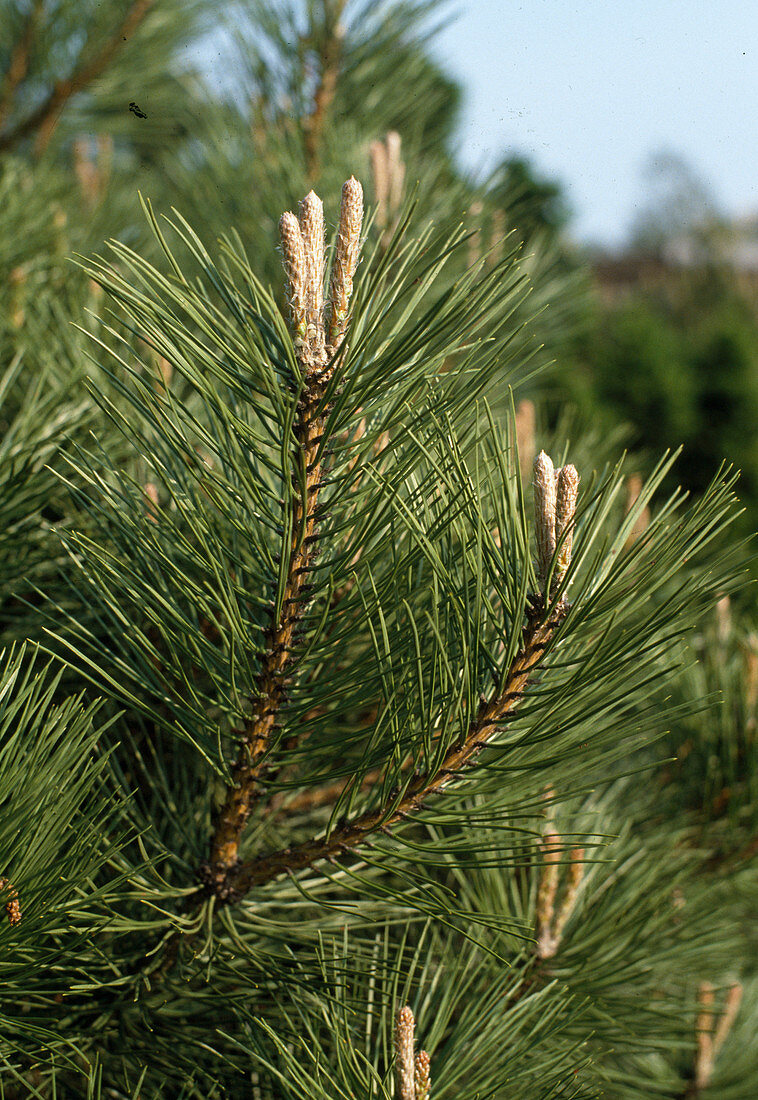 Pinus nigra Austriaca 'Spielberg'