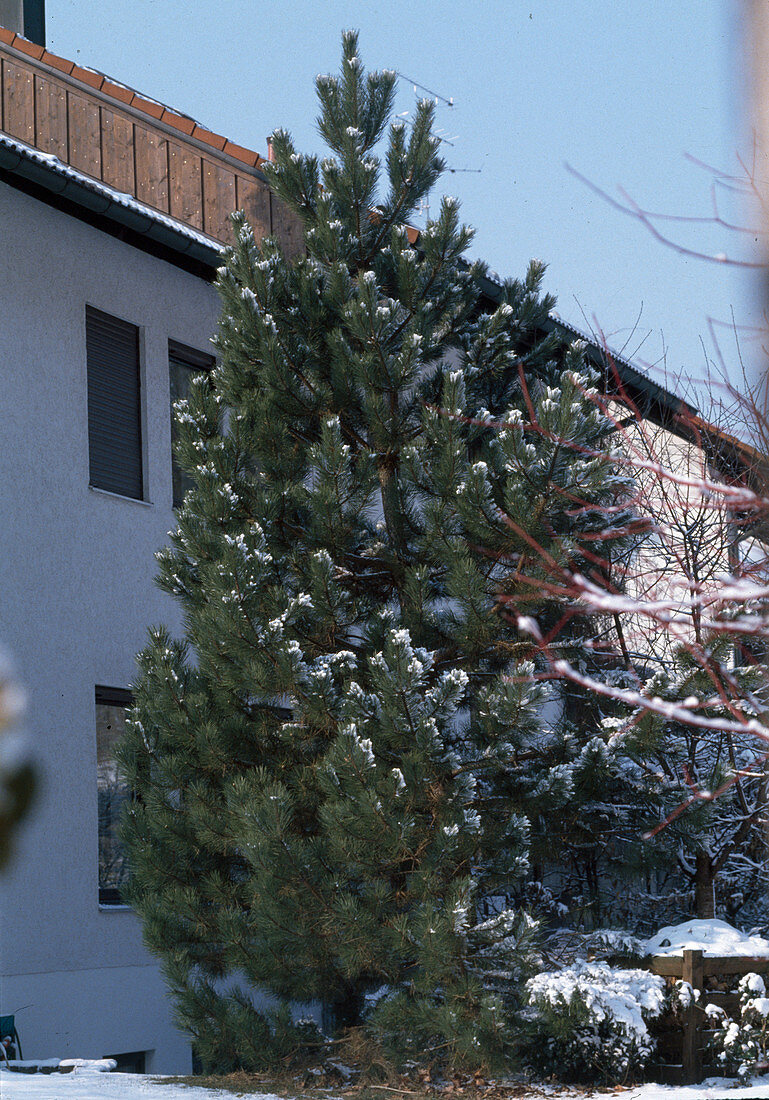 Pinus nigra Austriaca