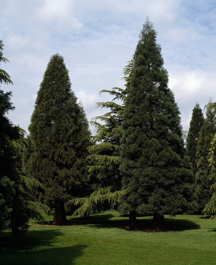 Sequoiadendron gigantea