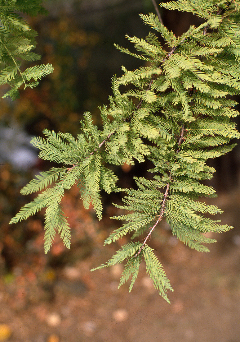 Taxodium distichum