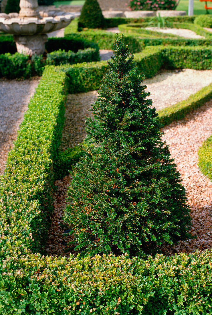 Taxus baccata